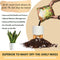 Soil Sage Houseplant Soil - Well-Draining Potting Mix for Indoor Plants - Coconut Coir, Composted Bark, Pumice & Mycorrhizae for Strong Roots & Growth - Made in U.S.A.